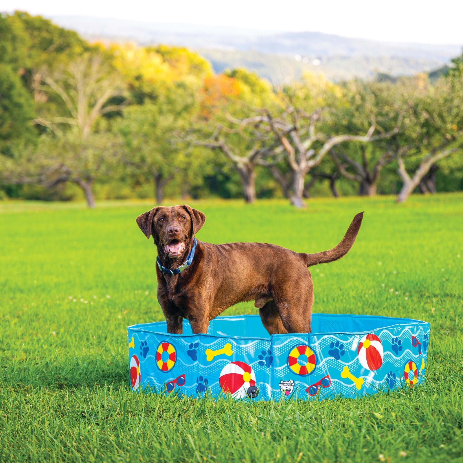 BigMouth Inc Home & Party | Patterns and Splashes Pet Pool