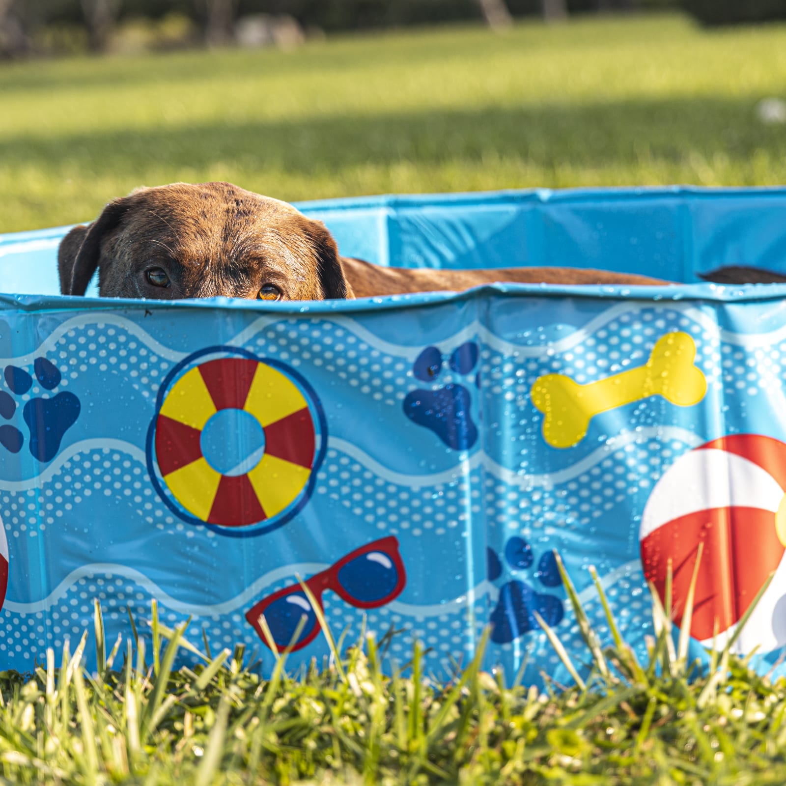 BigMouth Inc Home & Party | Patterns and Splashes Pet Pool