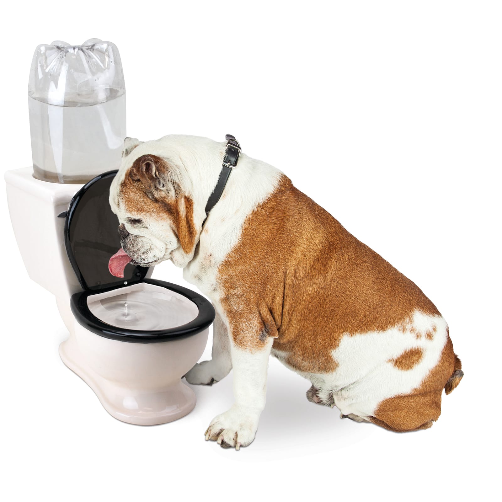 BigMouth Inc Home & Party | The Toilet Water Dish